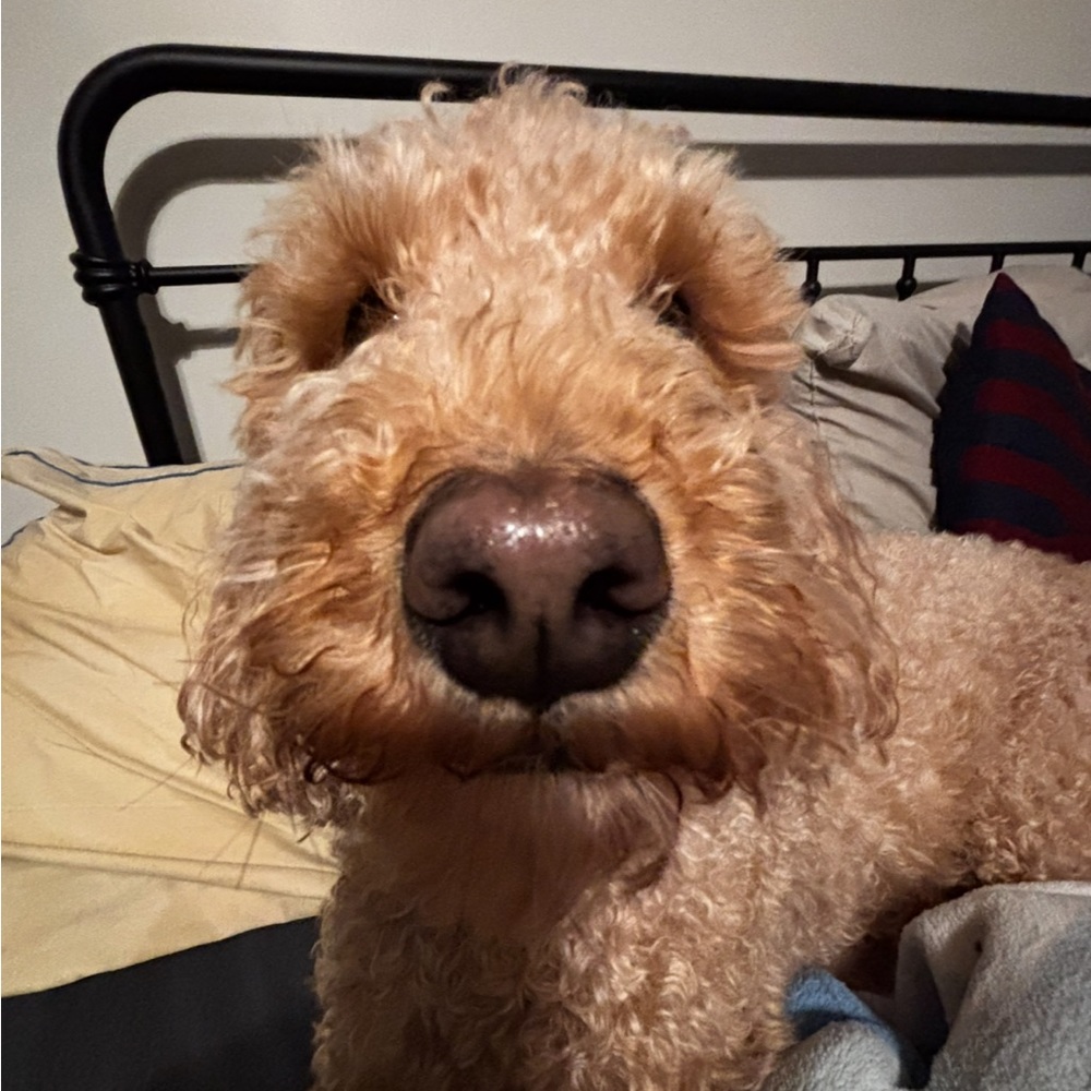 Meet your Posher, Maddy